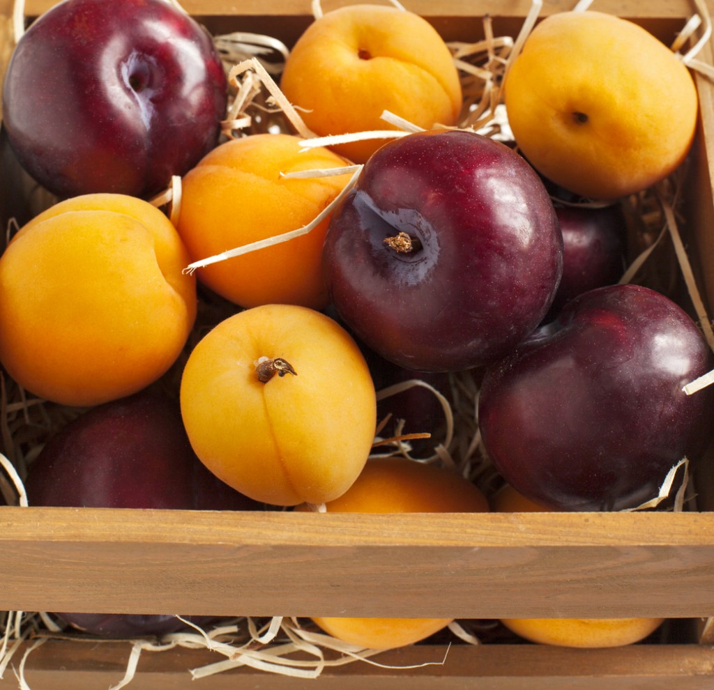 Fresh apricots and plums in wooden box