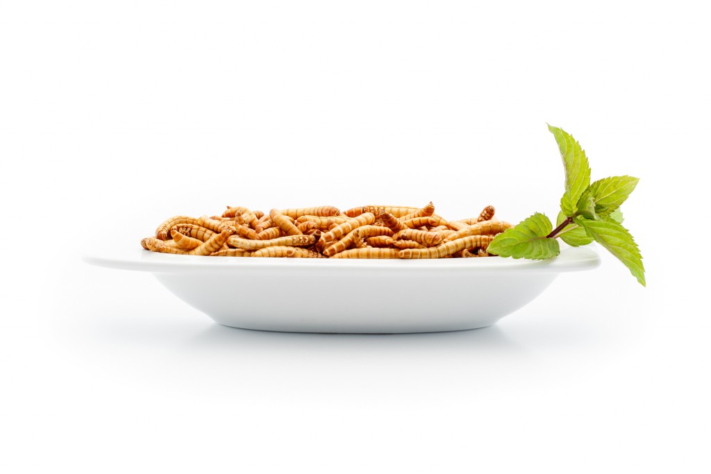 Food of the future. Mealworms are healthy and tasty. They contain proteins and low fat. Nowadays mainly used in asian kitchens and by enthusiasts in the western world.