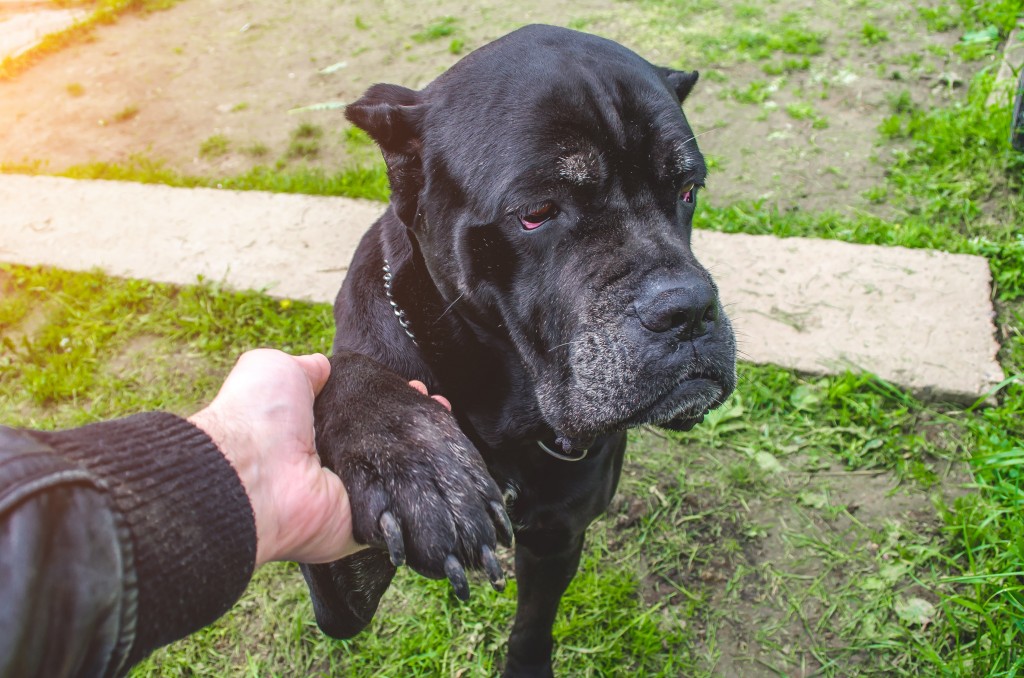 Cane Corso Dog Paws Man, Concept of Friendship