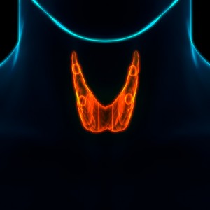 3D Illustration Concept of Human Glands Thyroid Gland Anatomy