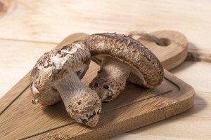 Shiitake mushroom on the White background