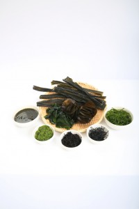 Samplers such as kombu, a seaweed, a brown alga, the dirt sargasso