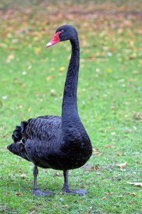 Black Swan in the wild