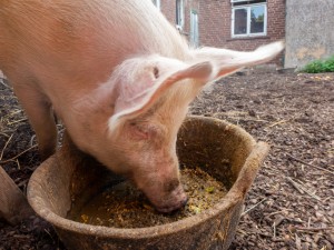 Pig in pigpen, pigsty. The pig has a run-out with a muddy pool and can be outside of his stable at any time. It eats from a round bucket of metal.