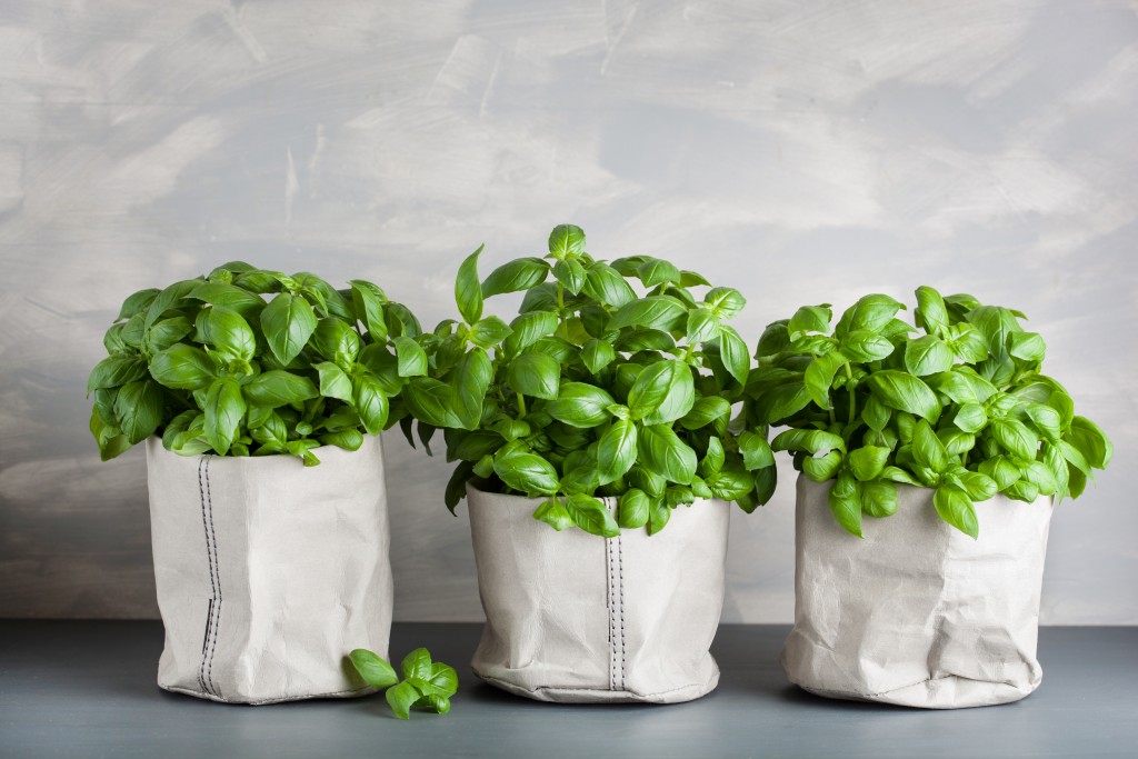 fresh basil herb in paper pot