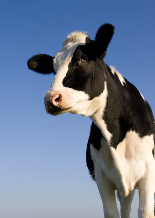 Holstein cow over blue sky