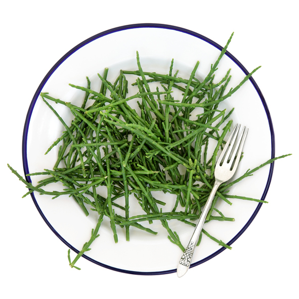 Samphire health food sea vegetable on a metal plate with old silver fork, high in antioxidants, fucoidans, dietary fiber and calcium. Salicornia europaea