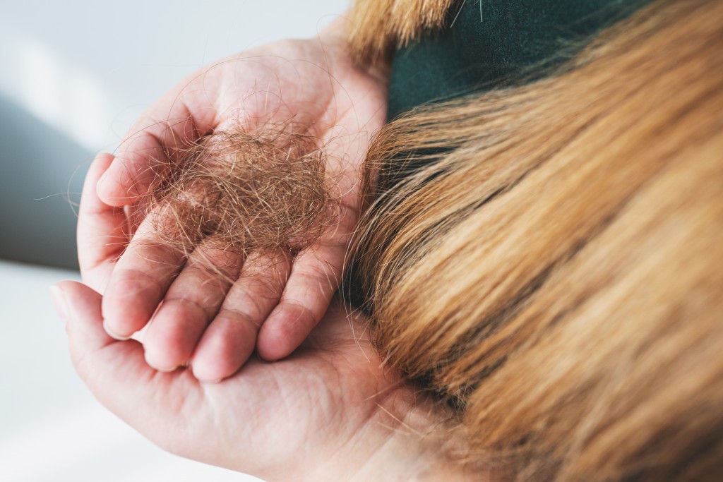 Hair loss problem or alopecia concept. Woman's hands holding a lot of lost hair close-up. Selective focus. Unrecognizable Caucasian woman with long brown hair.
